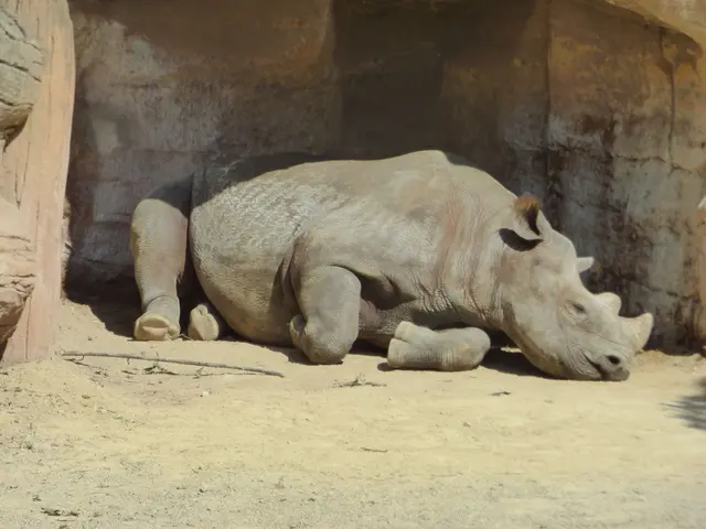 Breitmaulnashorn
