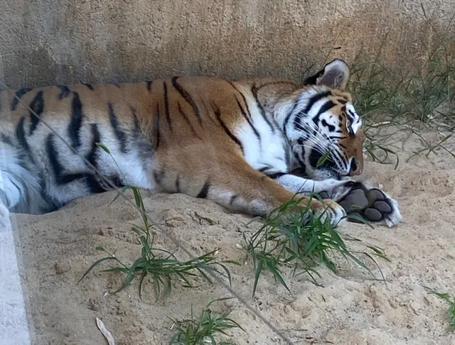 Tiger