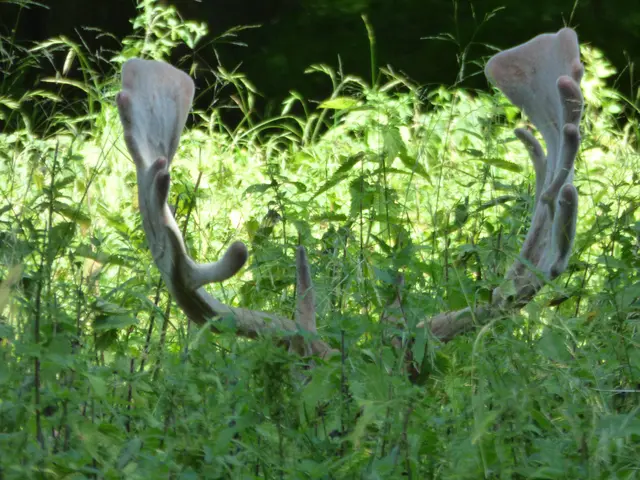 Wo ist das Damwild?