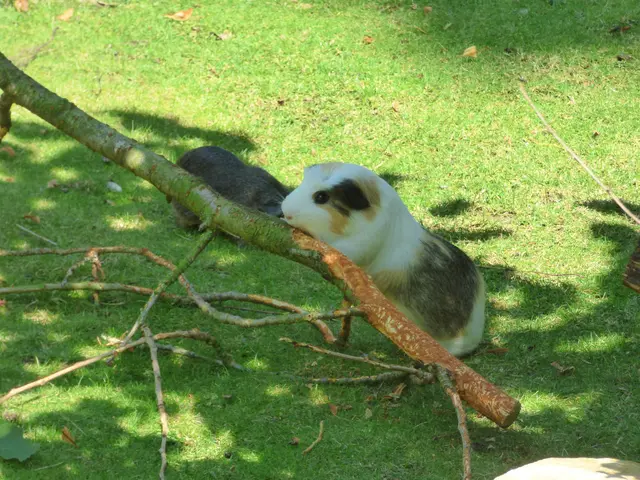Meerschweinchen 