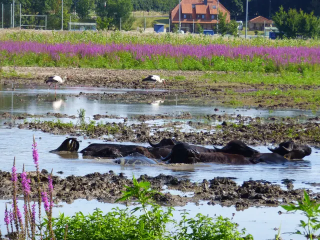 Wieder zurück in unserem Dorf.
 Die Wasserbüffel baden bei 28 Grad und unsere Störche schauen zu.