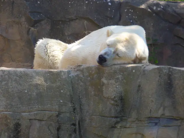 Eisbär