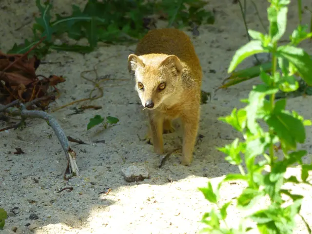 Fuchsmanguste