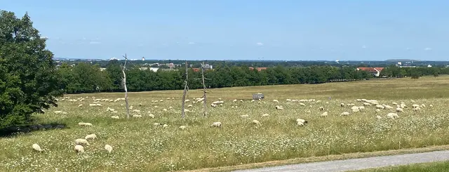 Unter dem Berg weiden viele Schafe