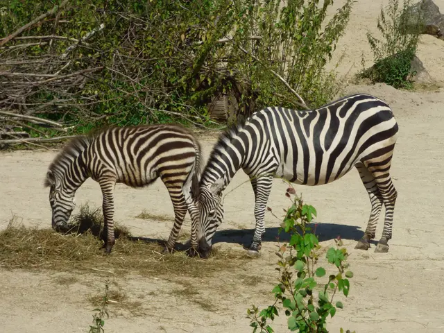 Der Zebra Nachwuchs