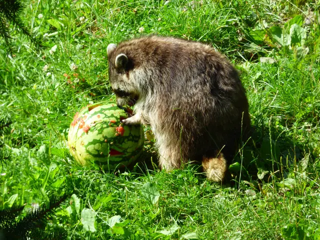 Waschbär
