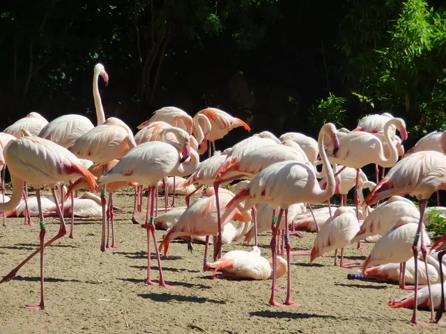 Flamingos
