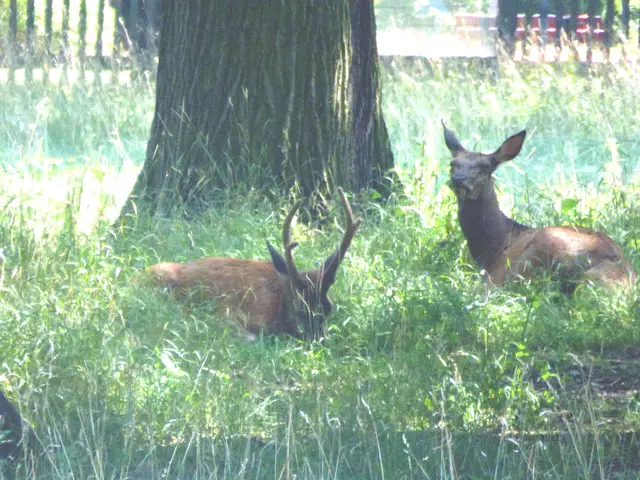 Rotwild