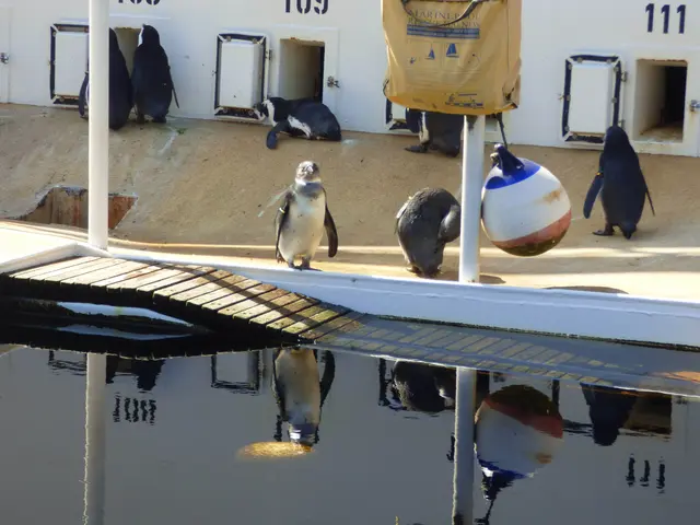 Pinguin