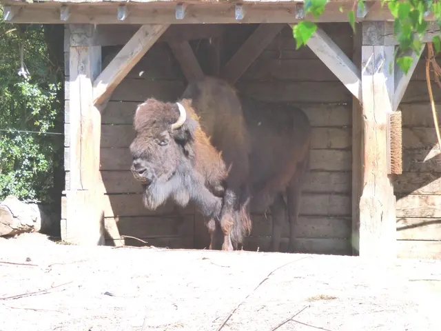 Bison