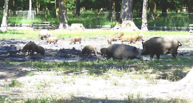 Ganz schöne Schweinerei