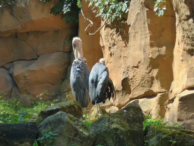 Marabu