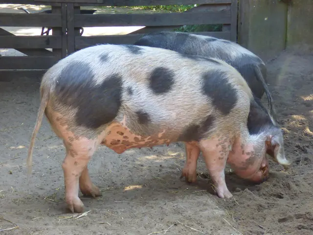 Buntes Bentheimer Landschwein
