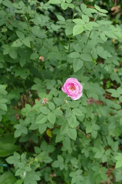 Die gerettete Rose, mit dem Namen Rosalie. Links von der zweiten Blüte die ausgeblühte erste.
