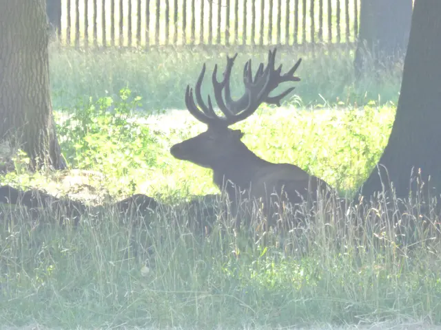 Weiter zum Tiergarten. Der Rothirsch wartet schon