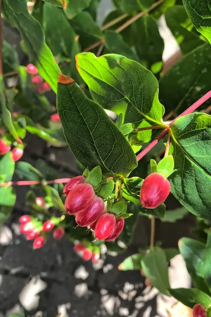 Blut-Johanniskraut (sagt siri) im Garten | Foto: copyright Margot Klütsch