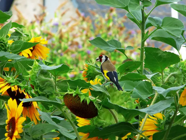 Distelfink auf 🌻 Im Schnabel ein Sonnenblumenkern. | Foto: Siegmund Walter, 28.07.2026, 17:50 Uhr