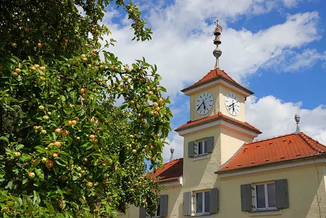 Der Apfelbaum am Torturm trägt reichlich Früchte