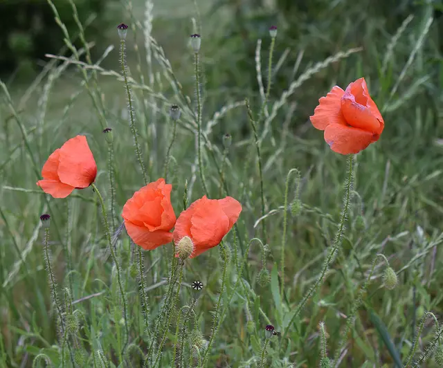 Ja, so rot, rot, rot blüht der Mohn