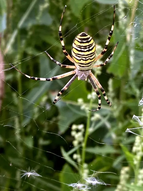 Die Wespenspinne (Argiope bruennichi)