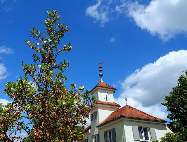 Während sich viele Blätter der Magnolie braunverfärbt haben, bildet sie Ende Juli trotz anhaltender Trockenheit und Hitze noch einmal weiße Blüten aus.