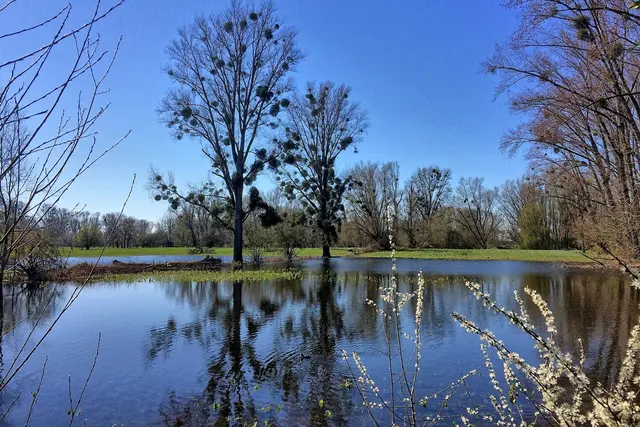 Wo die Bäume nasse Füße haben: Urdenbacher Kempe, das  Naturschutzgebiet des Altrheins zwischen Monheim und dem Düsseldorfer Süden.   | Foto: copyright Margot Klütsch