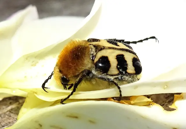Glattschieniger Pinselkäfer (Trichius gallicus) | Foto: GvMeegen