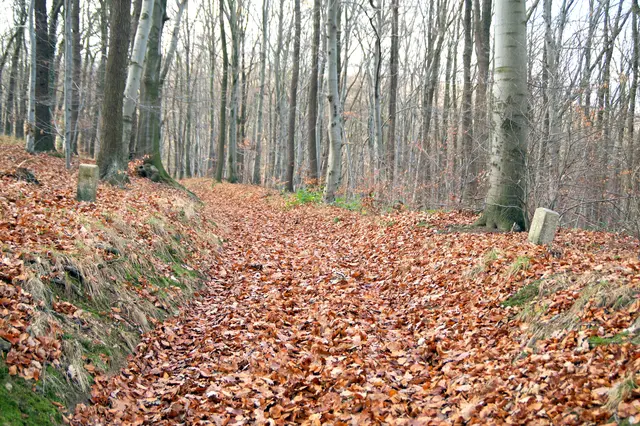 der Anhaltinische - Preußischer Grenzgraben, rechts der preußische Grenzstein, links der anhaltinische Grenzstein. Er ist auch als Grenzweg bekannt
