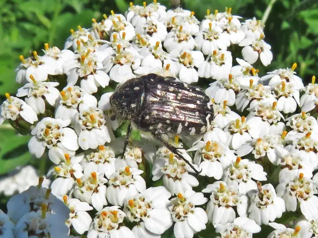 Trauer-Rosenkäfer (Oxythyrea funesta) | Foto: GvMeegen