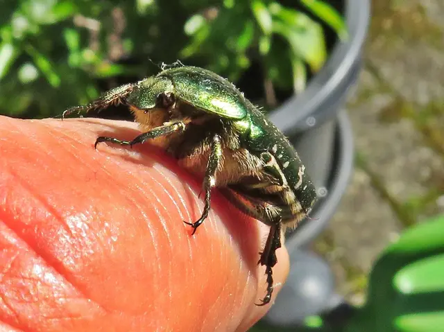 Goldglänzender Rosenkäfer (Cetonia aurata) | Foto: GvMeegen