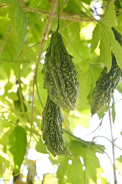 Bittergurken oder auch Bittermelonen genannt