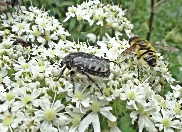 Im Vergleich mit einer Schwebfliege | Foto: GvMeegen