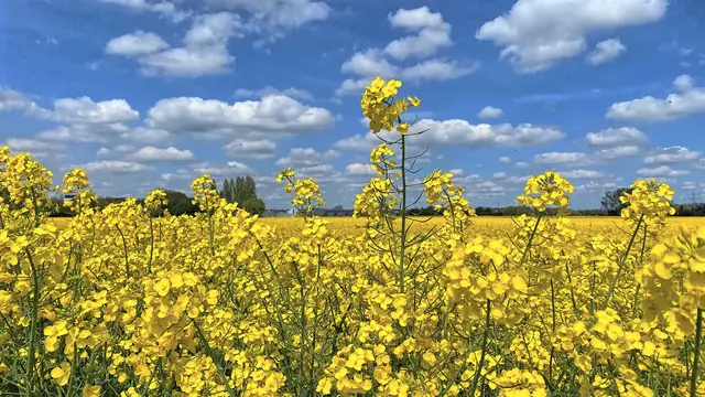 Typisch Niederrhein: Rapsfelder unter hohem Himmel | Foto: copyright Margot Klütsch