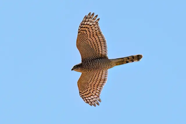 Foto: Copyright Andreas Schäfer