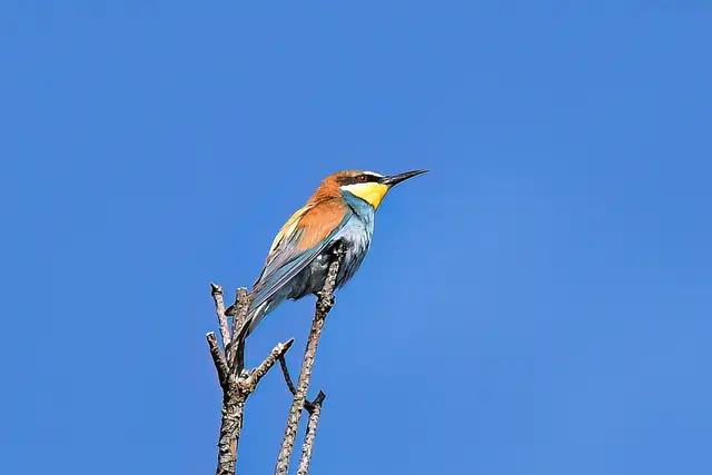 Foto: Copyright Andreas Schäfer