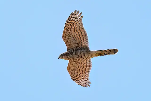 Foto: Copyright Andreas Schäfer