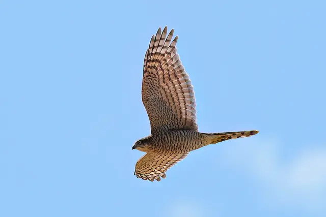Foto: Copyright Andreas Schäfer