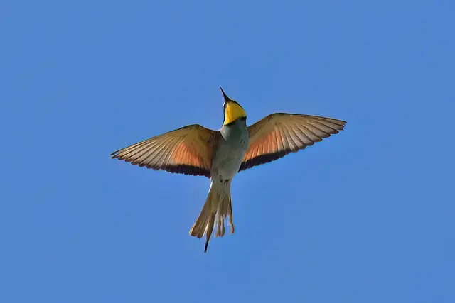 Foto: Copyright Andreas Schäfer