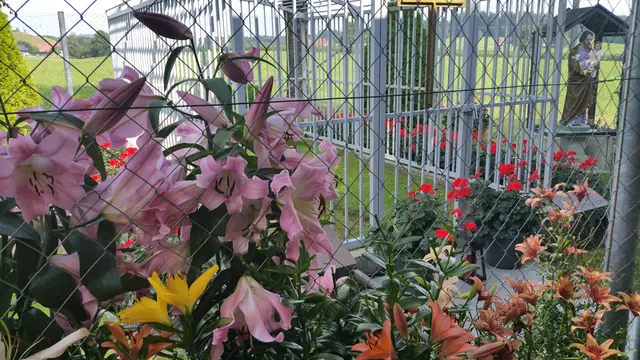 Lilienpracht am Rasenkreuz von Meggen