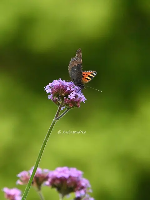 Kleiner Fuchs Schmetterling