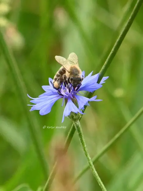 Kornblume 