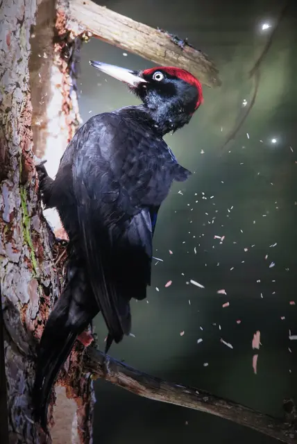 Klopfen bis die Späne fliegen | Foto: Kerstin Hinze