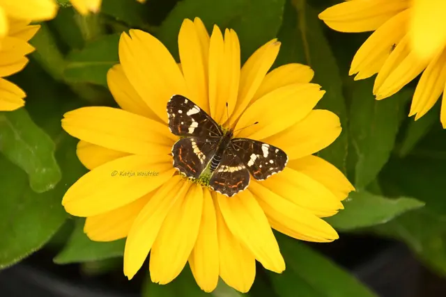 Landkärtchen Schmetterling