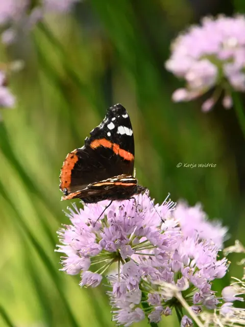 Admiral Schmetterling
