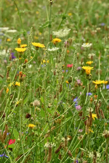 Wildblumenwiese