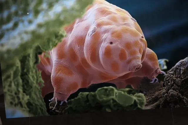 Das Bärtierchen, 0,25mm groß und quasi unzerstörbar. | Foto: Nicole Ottawa, Oliver Meckes