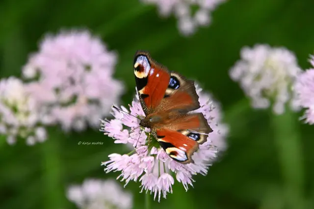 Tagpfauenauge Schmetterling