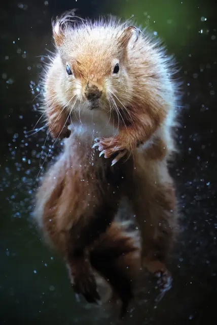 Die vergesslichen Peanuts Sammler. | Foto: Paul McDogall