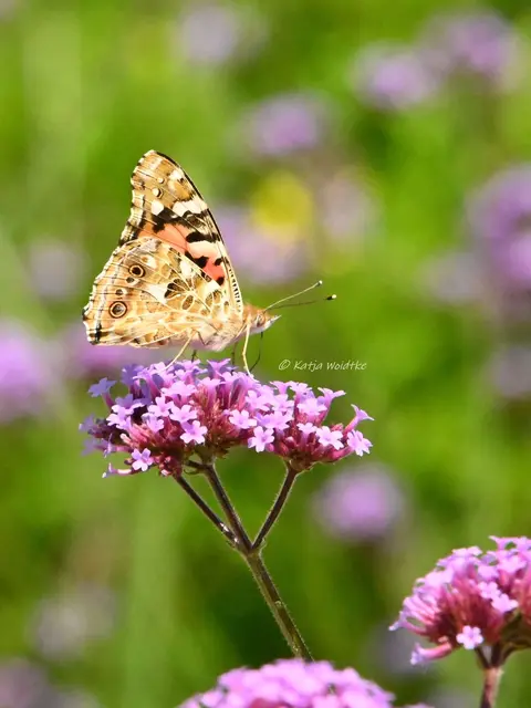 Distelfalter Schmetterling