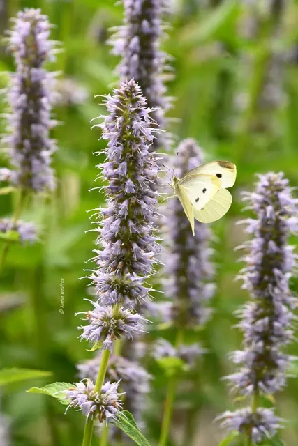 Kleiner Kohlweißling Schmetterling